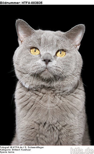 Britisch Kurzhaar / british shorthair / HTFA-003835