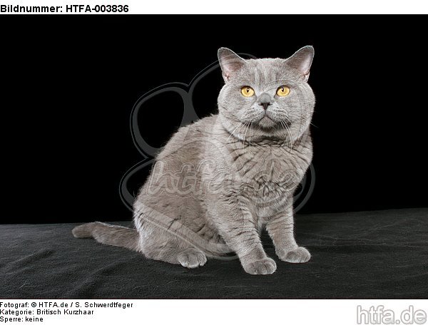 Britisch Kurzhaar / british shorthair / HTFA-003836