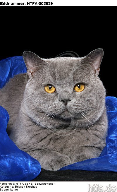 Britisch Kurzhaar / british shorthair / HTFA-003839