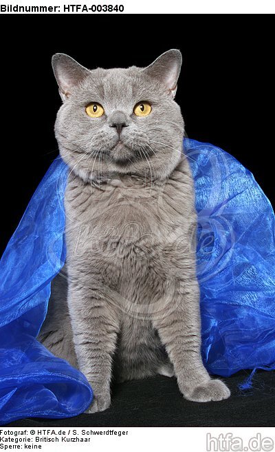 Britisch Kurzhaar / british shorthair / HTFA-003840