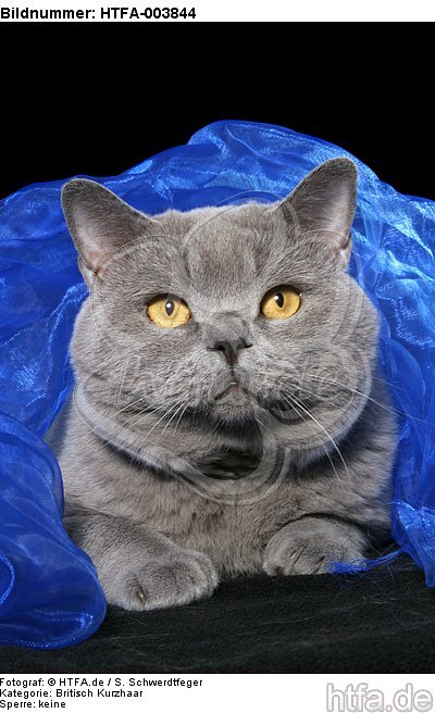 Britisch Kurzhaar / british shorthair / HTFA-003844