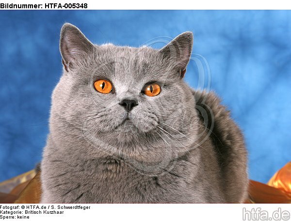 Britisch Kurzhaar / british shorthair / HTFA-005348