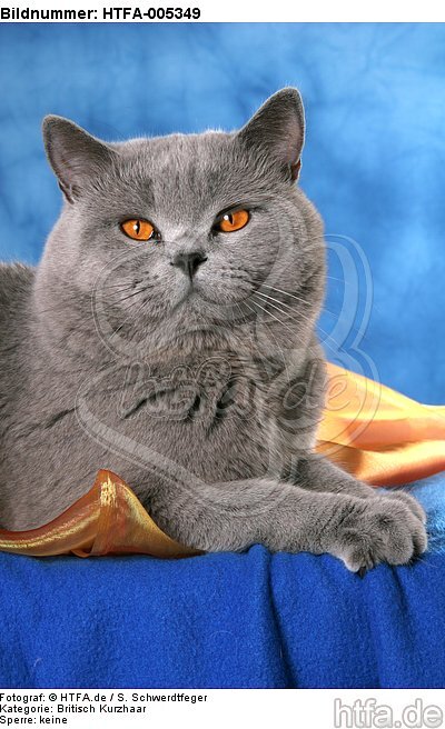 Britisch Kurzhaar / british shorthair / HTFA-005349