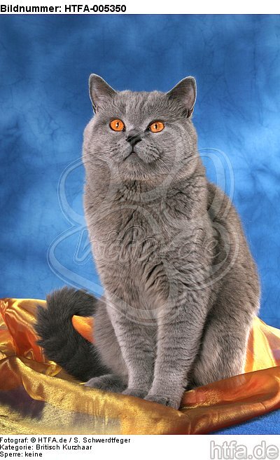 Britisch Kurzhaar / british shorthair / HTFA-005350