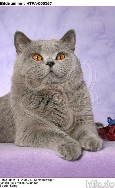 Britisch Kurzhaar / british shorthair / HTFA-005357