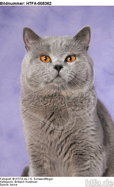 Britisch Kurzhaar / british shorthair / HTFA-005362