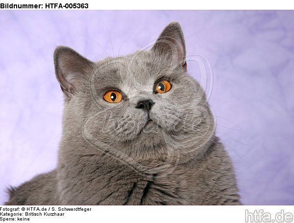 Britisch Kurzhaar / british shorthair / HTFA-005363