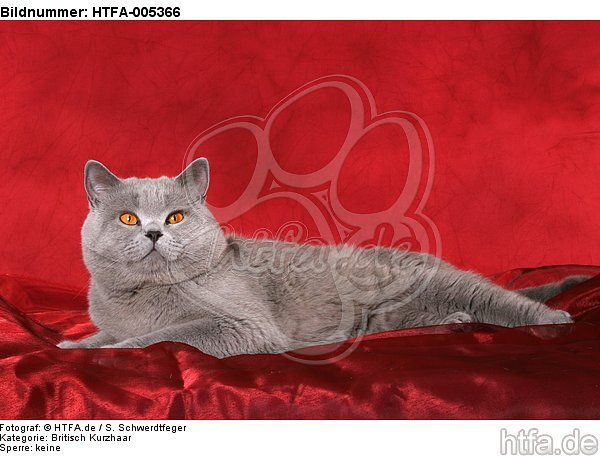 Britisch Kurzhaar / british shorthair / HTFA-005366