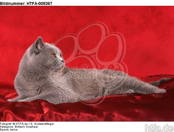 Britisch Kurzhaar / british shorthair / HTFA-005367