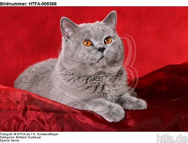 Britisch Kurzhaar / british shorthair / HTFA-005368