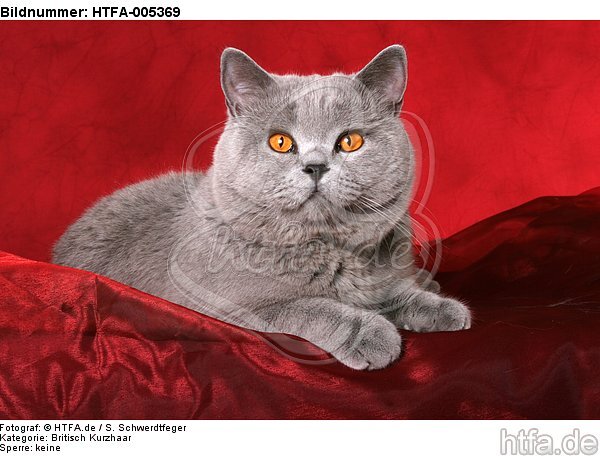 Britisch Kurzhaar / british shorthair / HTFA-005369