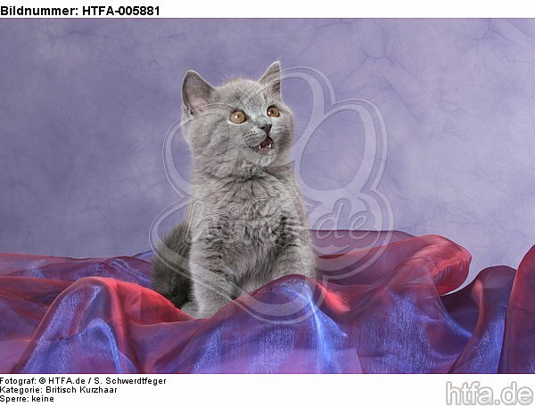 Britisch Kurzhaar Kätzchen / british shorthair kitten / HTFA-005881