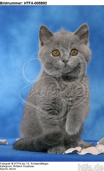 Britisch Kurzhaar Kätzchen / british shorthair kitten / HTFA-005892