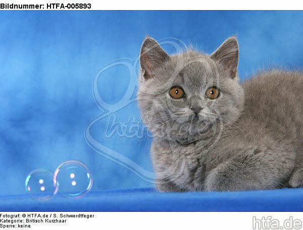 Britisch Kurzhaar Kätzchen / british shorthair kitten / HTFA-005893