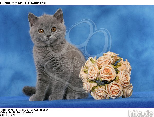 Britisch Kurzhaar Kätzchen / british shorthair kitten / HTFA-005896