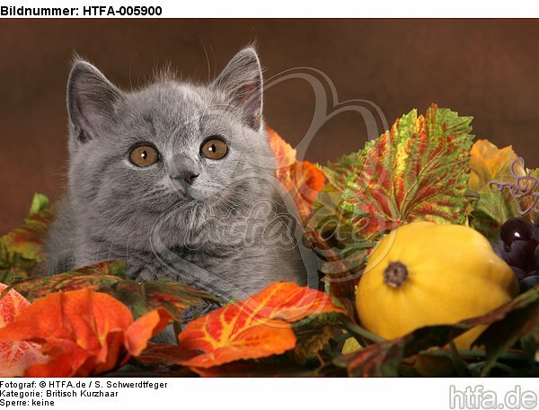Britisch Kurzhaar Kätzchen / british shorthair kitten / HTFA-005900
