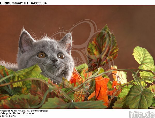 Britisch Kurzhaar Kätzchen / british shorthair kitten / HTFA-005904