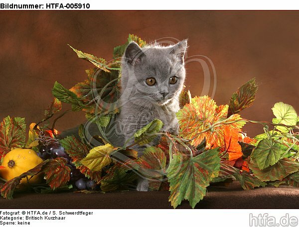Britisch Kurzhaar Kätzchen / british shorthair kitten / HTFA-005910