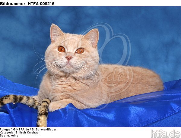 Britisch Kurzhaar / british shorthair / HTFA-006215