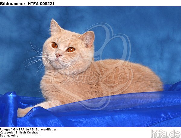 Britisch Kurzhaar / british shorthair / HTFA-006221