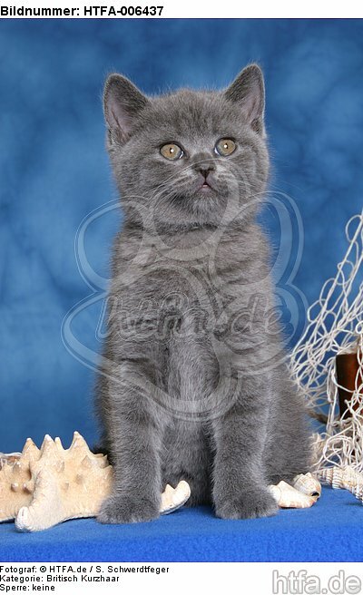 Britisch Kurzhaar Kätzchen / british shorthair kitten / HTFA-006437
