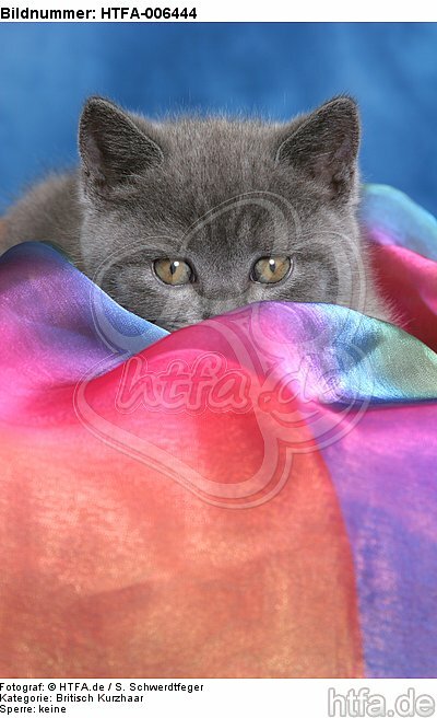 Britisch Kurzhaar Kätzchen / british shorthair kitten / HTFA-006444