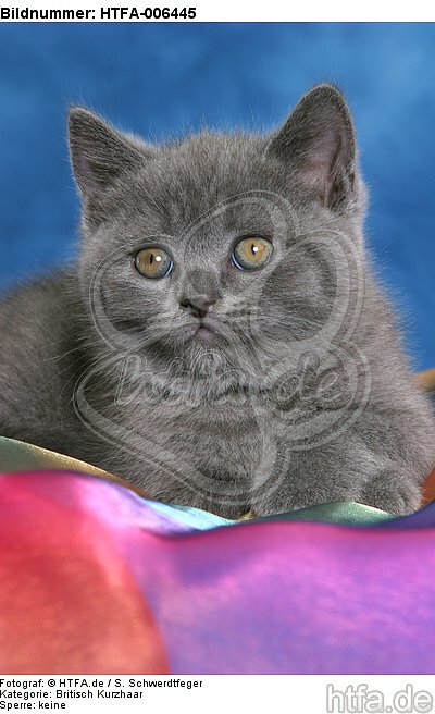 Britisch Kurzhaar Kätzchen / british shorthair kitten / HTFA-006445