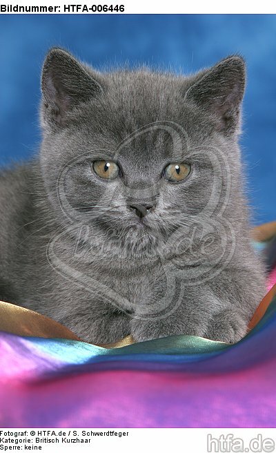 Britisch Kurzhaar Kätzchen / british shorthair kitten / HTFA-006446