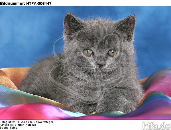 Britisch Kurzhaar Kätzchen / british shorthair kitten / HTFA-006447