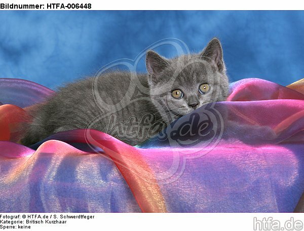 Britisch Kurzhaar Kätzchen / british shorthair kitten / HTFA-006448