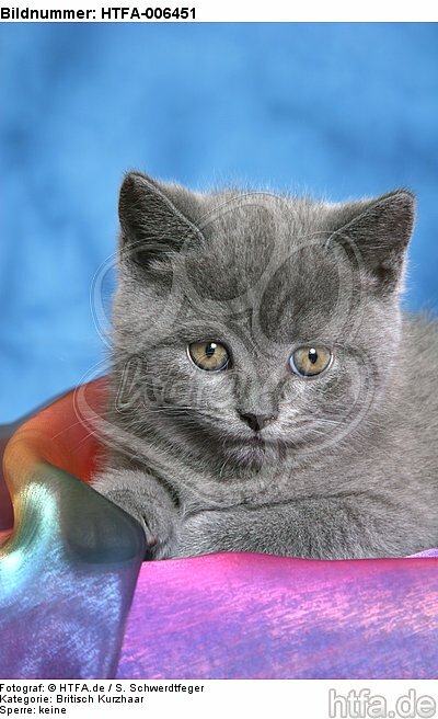 Britisch Kurzhaar Kätzchen / british shorthair kitten / HTFA-006451