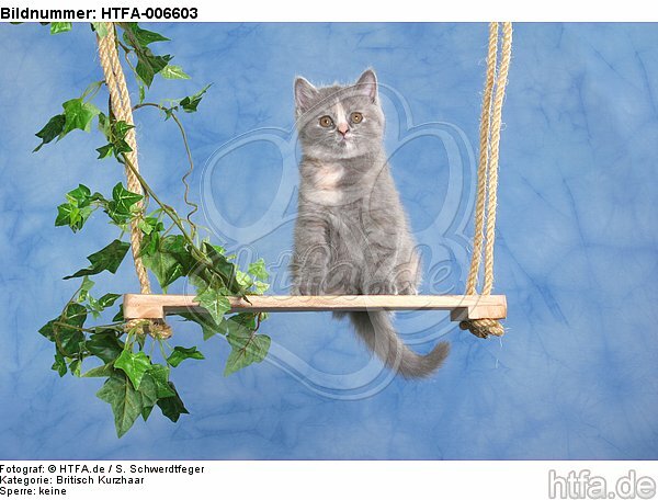 Britisch Kurzhaar Kätzchen / british shorthair kitten / HTFA-006603
