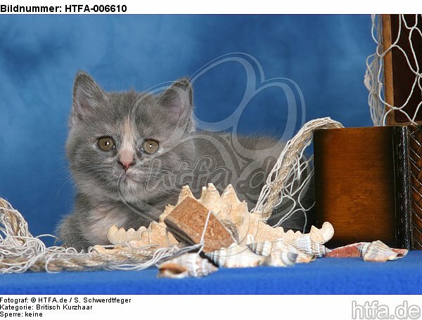Britisch Kurzhaar Kätzchen / british shorthair kitten / HTFA-006610