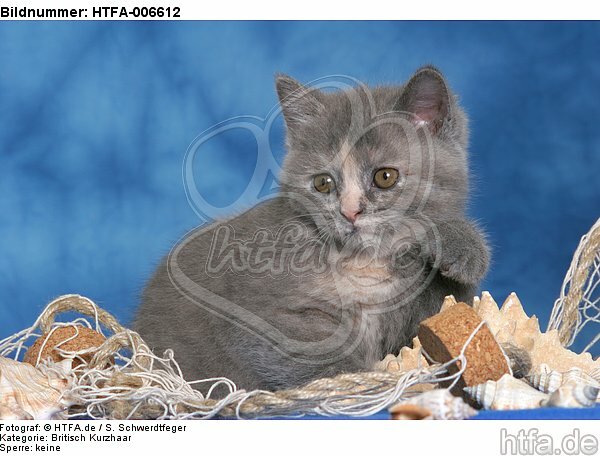 Britisch Kurzhaar Kätzchen / british shorthair kitten / HTFA-006612