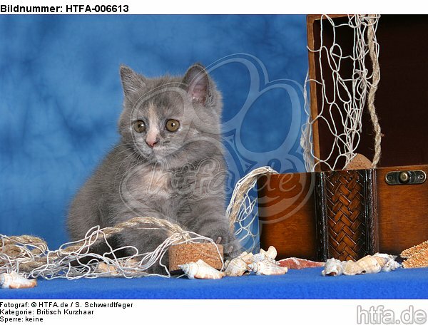 Britisch Kurzhaar Kätzchen / british shorthair kitten / HTFA-006613
