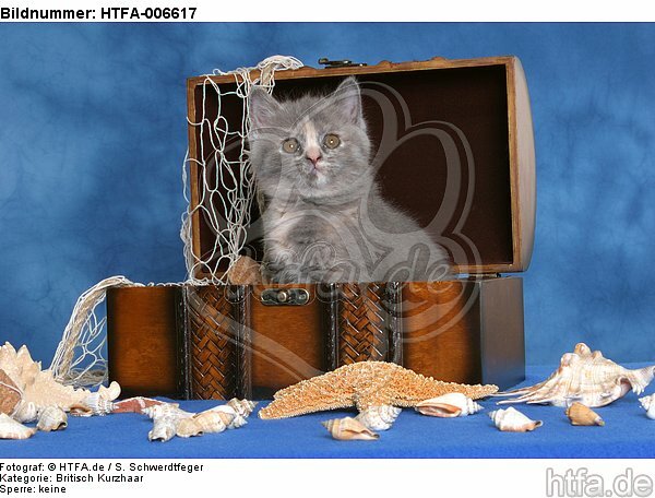 Britisch Kurzhaar Kätzchen / british shorthair kitten / HTFA-006617