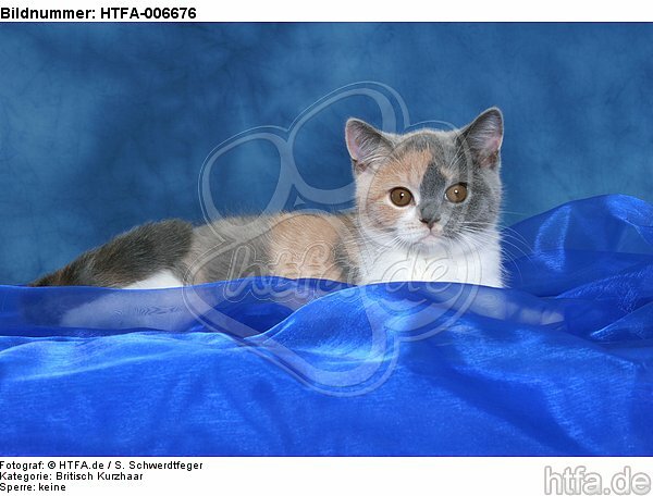 Britisch Kurzhaar Kätzchen / british shorthair kitten / HTFA-006676