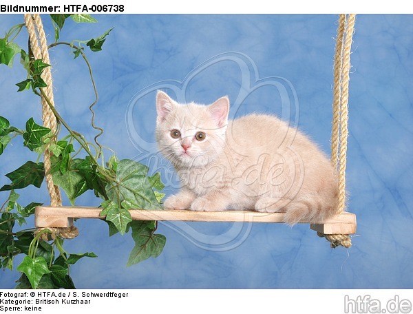 Britisch Kurzhaar Kätzchen / british shorthair kitten / HTFA-006738