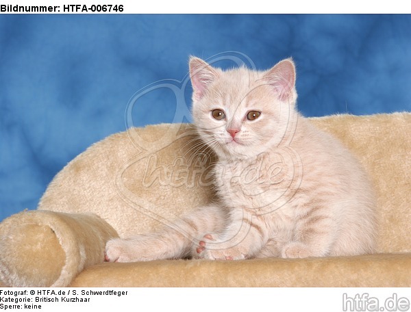 Britisch Kurzhaar Kätzchen / british shorthair kitten / HTFA-006746