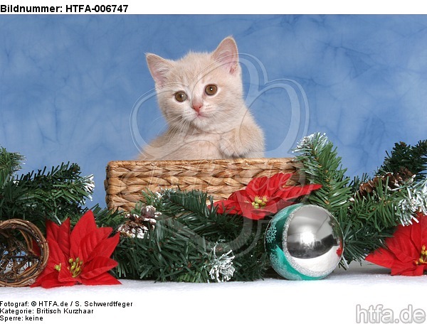 Britisch Kurzhaar Kätzchen / british shorthair kitten / HTFA-006747