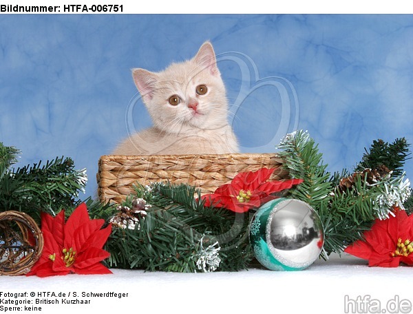 Britisch Kurzhaar Kätzchen / british shorthair kitten / HTFA-006751