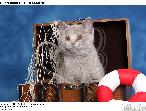 Britisch Kurzhaar Kätzchen / british shorthair kitten / HTFA-006870