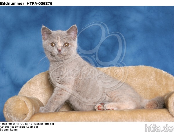 Britisch Kurzhaar Kätzchen / british shorthair kitten / HTFA-006876