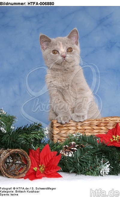 Britisch Kurzhaar Kätzchen / british shorthair kitten / HTFA-006880