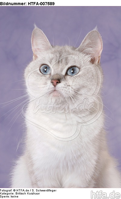 Britisch Kurzhaar / british shorthair / HTFA-007589