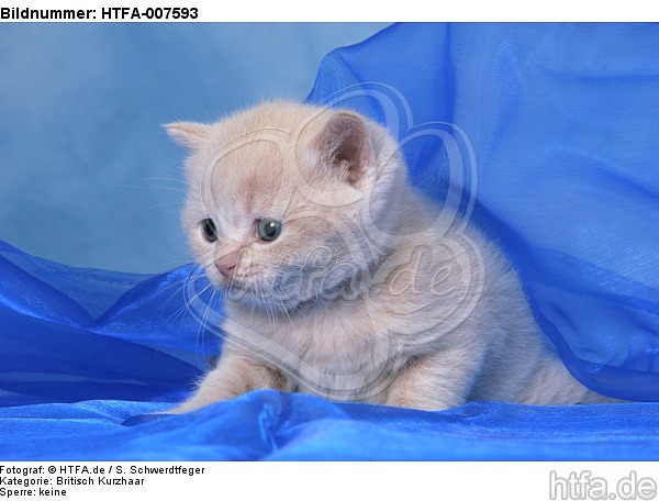 Britisch Kurzhaar Kätchen / british shorthair kitten / HTFA-007593