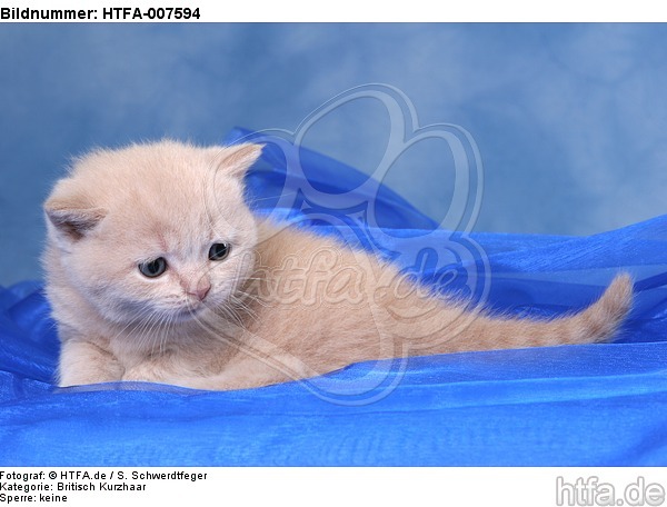 Britisch Kurzhaar Kätchen / british shorthair kitten / HTFA-007594