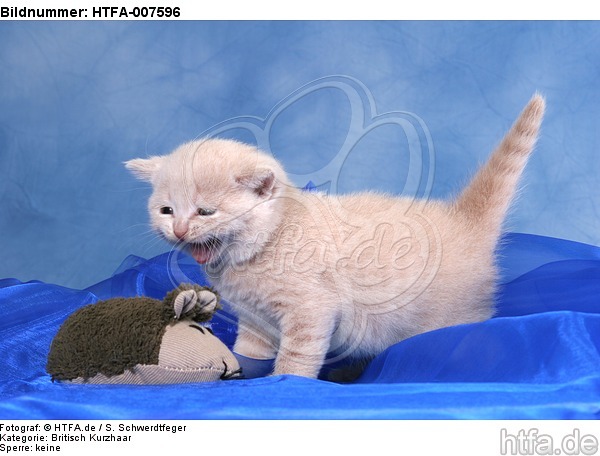 Britisch Kurzhaar Kätchen / british shorthair kitten / HTFA-007596