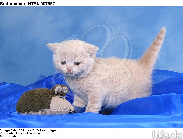 Britisch Kurzhaar Kätchen / british shorthair kitten / HTFA-007597