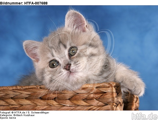 Britisch Kurzhaar Kätzchen / british shorthair kitten / HTFA-007688